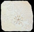 Floating Crinoid (Saccocoma) - Solnhofen Limestone #58296-1